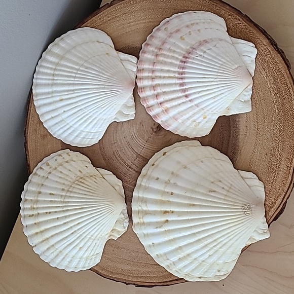 Appetizer vintage shells (set of 4) - Picture 2 of 5